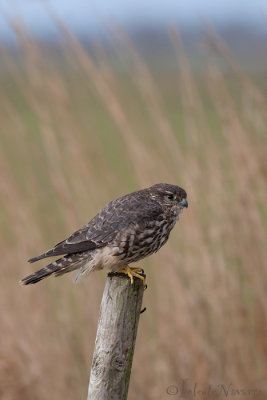 Smelleken - Merlin - Falco columbarius