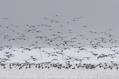 Brandgans - Barnacle Goose - Branta leucopsis