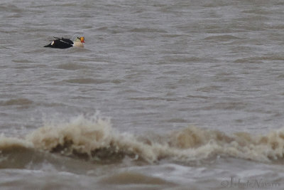  Koningseider - King Eider - Somateria spectabilis