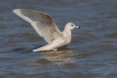 Grote Burgemeester - Glaucous Gull - Larus hyperboreus