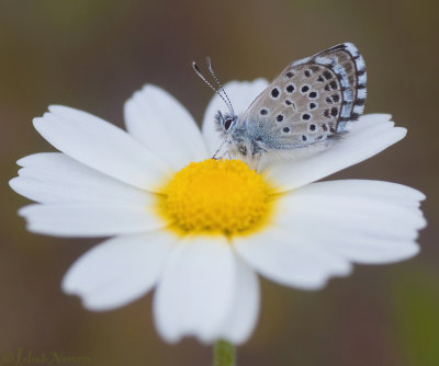 Spaans Klein Tijmblauwtje - Panoptes Blue  - Pseudophilotes panoptes