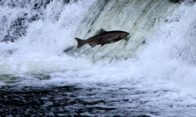 Fall Salmon Run, Humber River, ON
