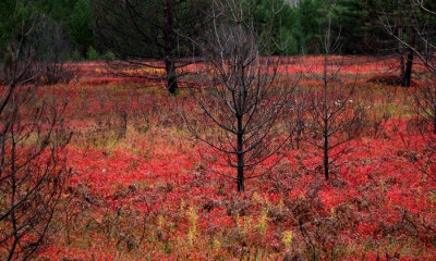 Mew Lake burned area