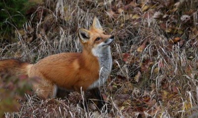 Red fox