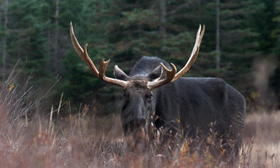 Bull moose