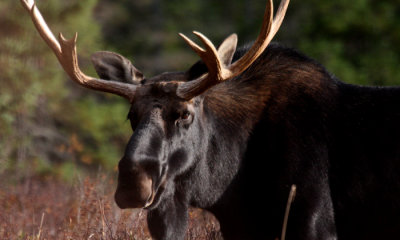 Moose of the East