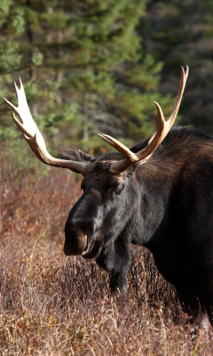 Bull moose