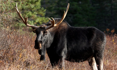 Bull moose