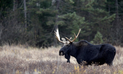 Bull moose