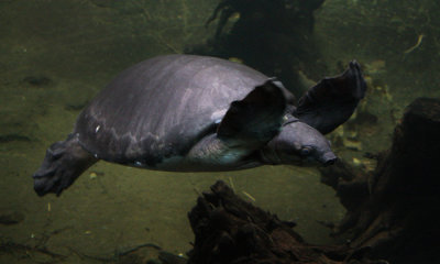 Pig-nosed Turtle (cc)