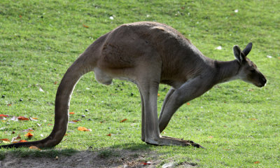 Red Kangaroo (cc)