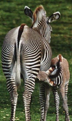 Grevy's Zebra foal (cc)