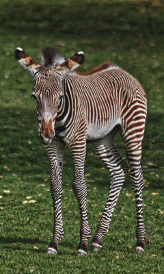 Grevy's Zebra foal (cc)