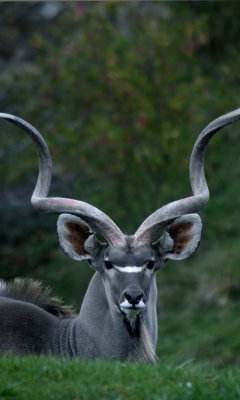 Greater Kudu (cc)
