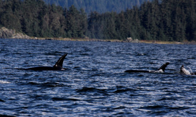 Orcas