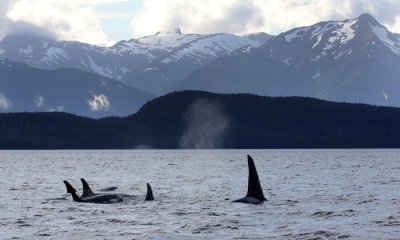 Orcas