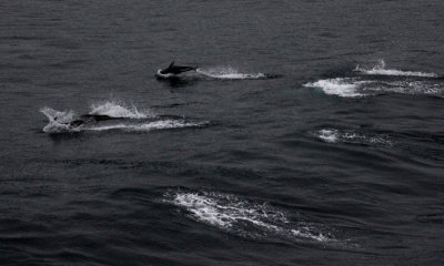 Pacific Whitesided Dolphin