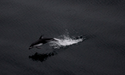 Pacific Whitesided Dolphin