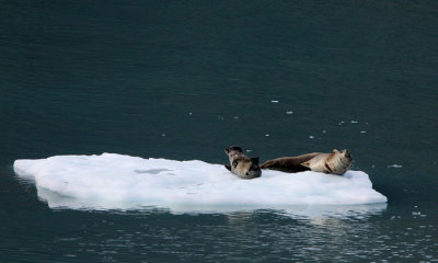 Harbor seals