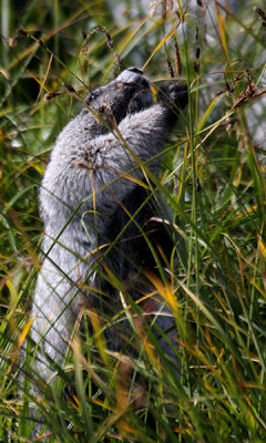 Hoary Marmot