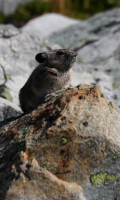 Gallery: Rabbits, Hares and Pikas