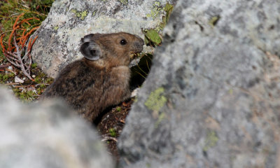 American Pika