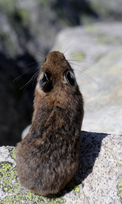 American Pika