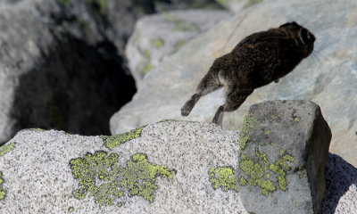 American Pika