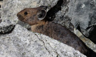 American Pika