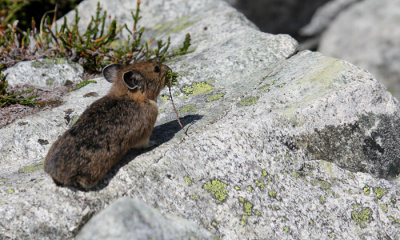 American Pika