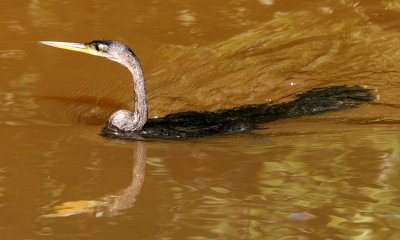 anhinga 001