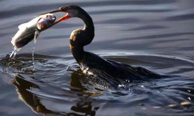 anhinga 002