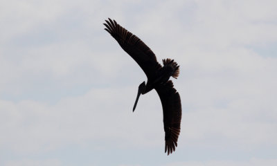 brown pelican 001