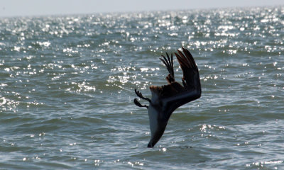 brown pelican 003