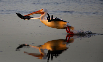 white pelican 001