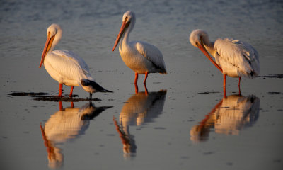 white pelican 002