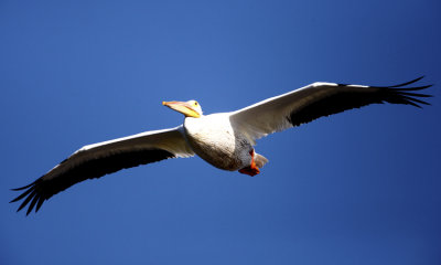 white pelican 003