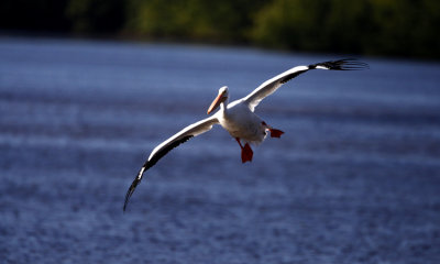 white pelican 004