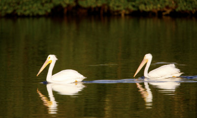 white pelican 005