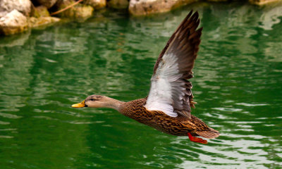 Mottled (Florida) Duck 001
