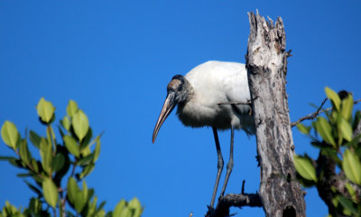 Wood Stork 005