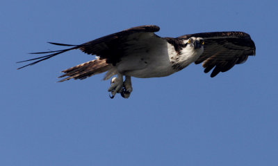 Osprey, Bald Eagle and Kestrel