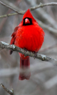 Northern Cardinal 