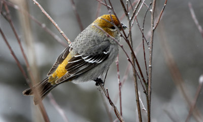 Song Birds in Winter