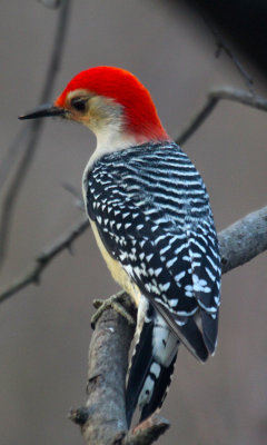 Woodpeckers and Nuthatches in Winter