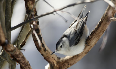 Woodpeckers and Nuthatches in Winter