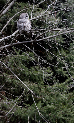 Owls in Winter