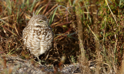 Burrowing Owl 