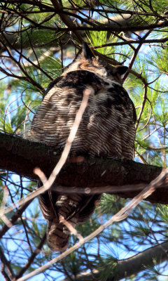 Owls in Winter
