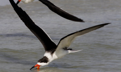 Black Skimmer 001